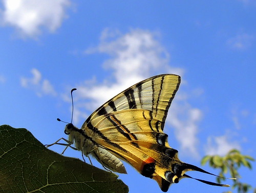 macro nature animal butterfly insect türkiye kelebek hayvan doğa kırlangıçkuyruk