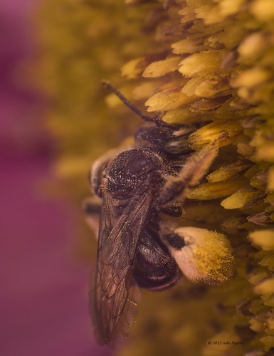 brasil bees polinização asteracea simbiose abelhanativa juliopupim abelhasolitaria