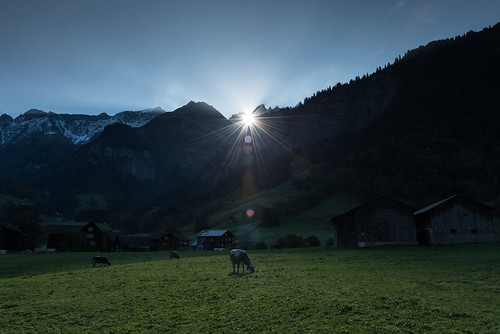 mountain mountains alps berg sunrise switzerland kuh cow cows berge d750 alpen elm sonnenaufgang kühe glarus kuehe martinsloch