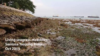 Lush seagrass meadows at Sentosa Tanjung Rimau