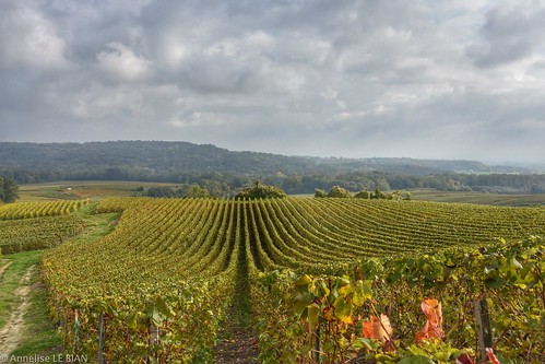 france jaune vert vignes vignoble paysages nwn marne champagneardenne fantasticnaturegroup