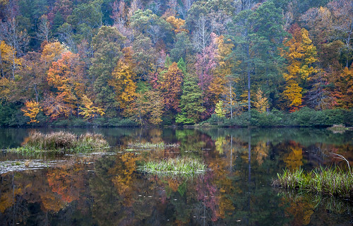 autumn trees lake color reflection fall colors forest drive day afternoon cloudy sunday overcast rainy area recreation bankhead brushy
