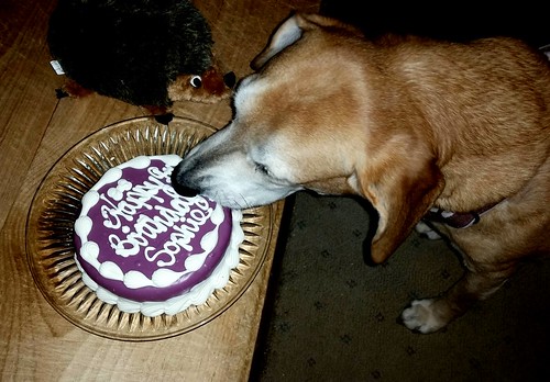 Hound and her dog Birthday Cake by The Barkery - Lapdog Creations