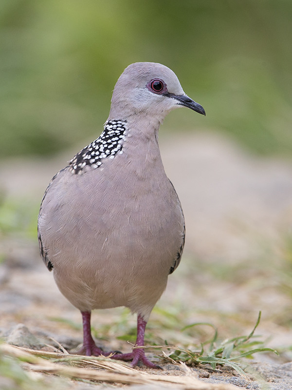 Spotted Dove   Sri Lanka