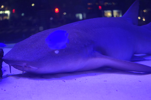 48th Sony Aquarium at Ginza 2015-08
