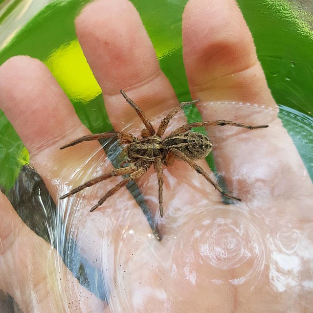 This has to be the largest Spider I've ever found in our garden. Anyone know what kind it is?