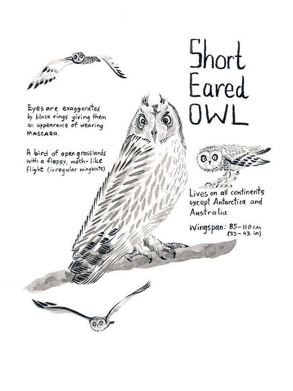 Owls_20_Short-Eared_Owl
