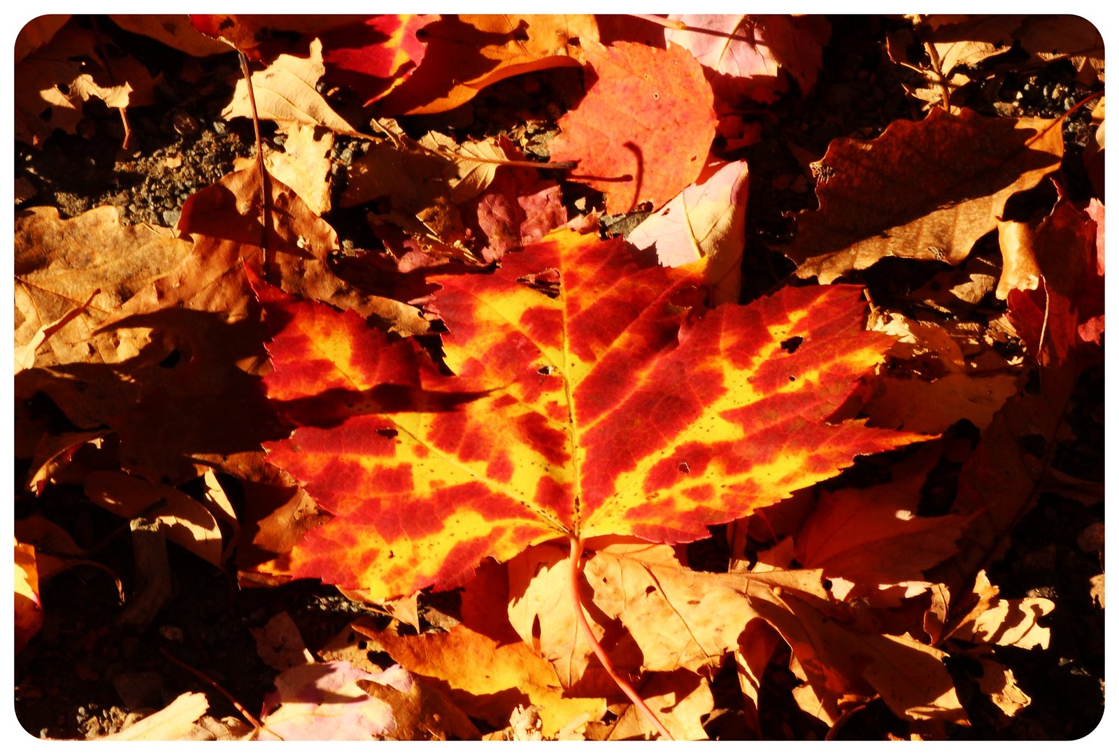 fall leaf bear mountain