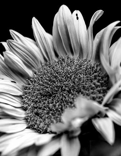 September Sunflower // 03 09 15