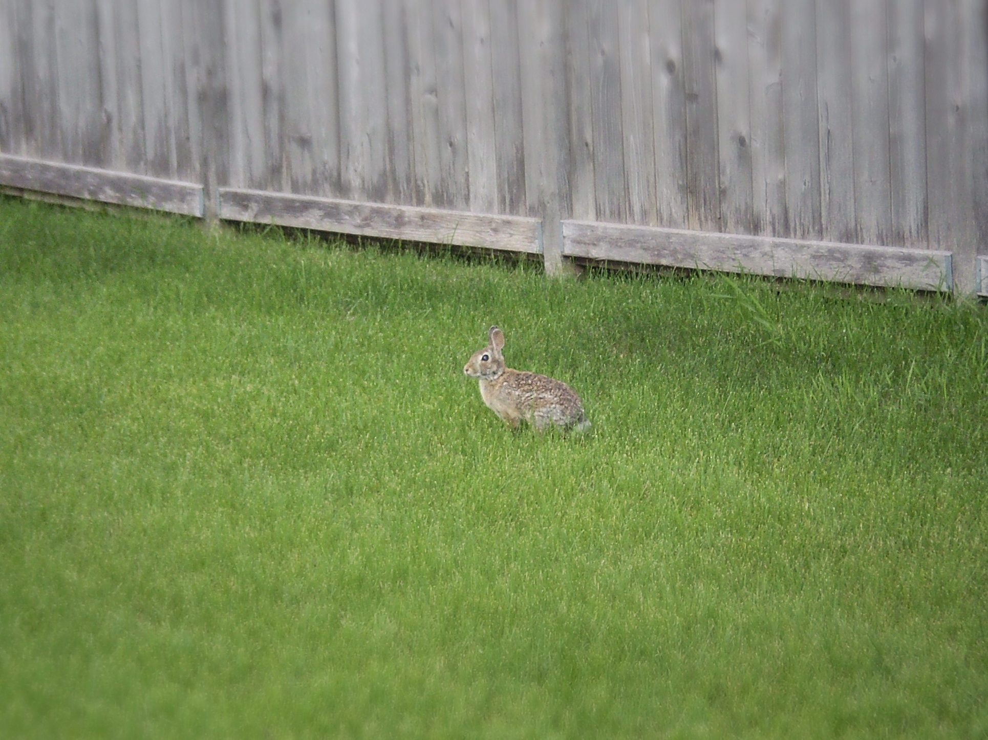 backyard bunny