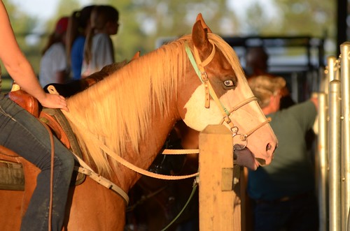 sunset horse eye rail reins barrelracing heardcountyarena