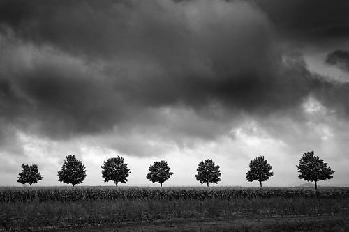 bw tree monochrome clouds germany deutschland seven geotag bäume treescape sieben ries schwaben 2015 maisfeld em5 1235mm