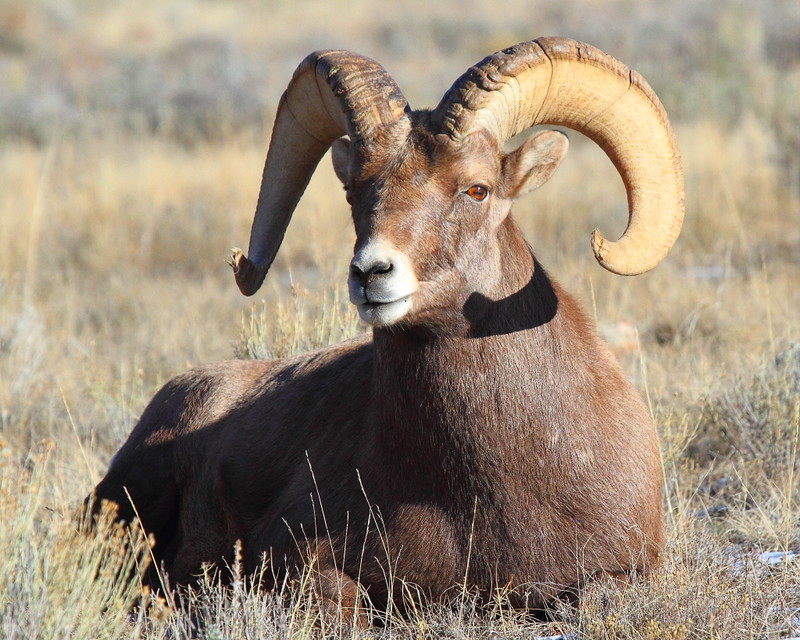 IMG_9859 Bighorn Sheep Ram, National Elk Refuge