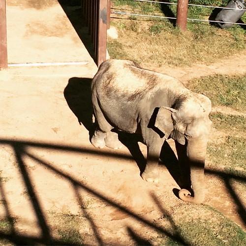 The pandas may be the media darlings, but we all know the elephants are where it's at.