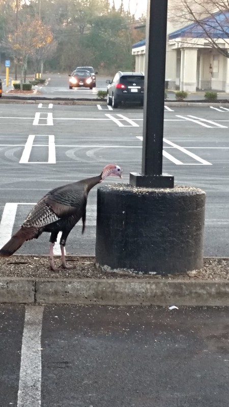 That Turkey in the Parking Lot - 20151105_065228