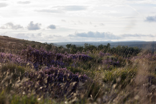 uk nature southwales wales canon landscape 50mm soft unitedkingdom bokeh britain heather breconbeacons paysage sunsetlight deserted penyfan paysdegalles bruyère canoneos450d digitalrebelxsi