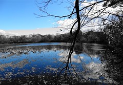 Wantagh - Twin Lakes Preserve - Autumn (13)