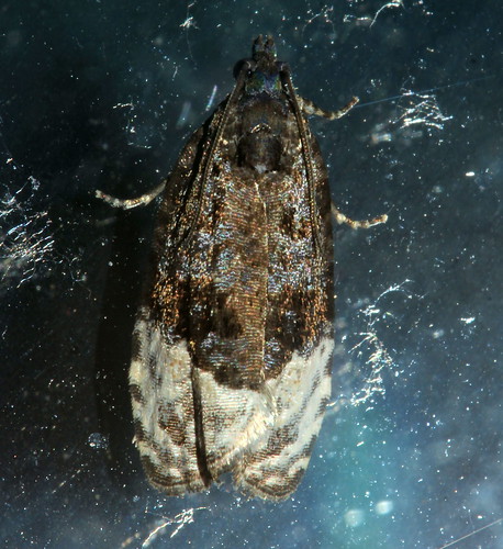 Marbled Orchard Tortrix 1783