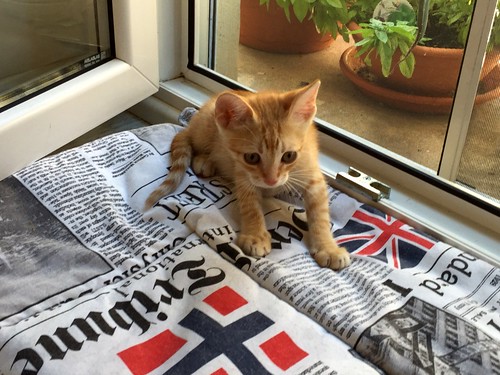Kuga, gatito naranja ojos miel nacido en Julio´15, en adopción. Valencia. ADOPTADO. 21059096532_28f4ea90a6