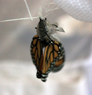 chrysalis viewed from above with a butterfly's wings below