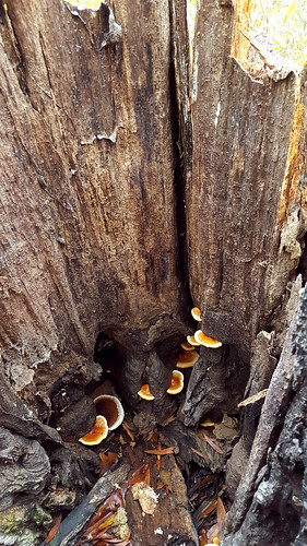 orange brown white mushroom golden tan fungus ganoderma fruitingbody ganodermataceae