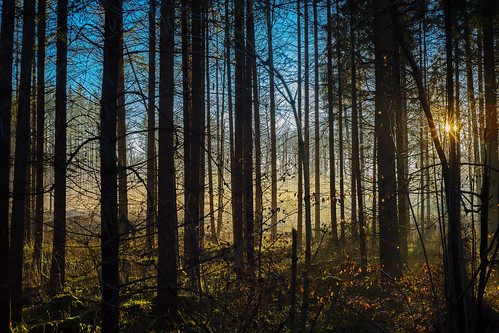blue autumn trees sun herbst himmel 50mm14 motive blau sonne bäume wetter landschaften settingsun abendstimmung 2015 leicalenses tagesjahreszeiten farbdominanz