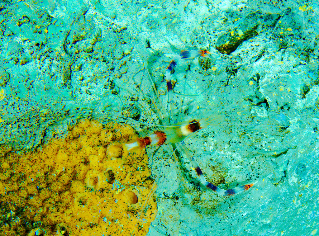 Banded Coral Shrimp (Stenopus hispidus)_3