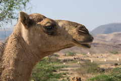 Oman // Salalah  - omgeving Sumhuram naar de bronnen van Ayn Al Razat (Spring)