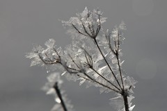 Ice Flower