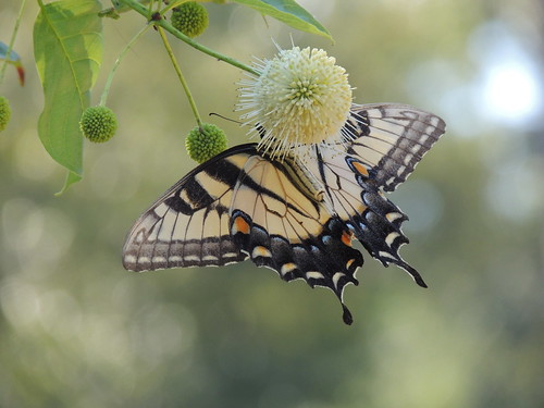 butterfly louisiana swallowtail samhoustonjonesstatepark