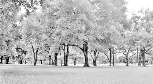 tree analog mediumformat orlando florida scenic 120film fineartphotography mamiyarb67 cypressgrovepark infraredfilm ilfordsfx200 manfrotto190xprob handheldlightmeter mamiyasekor50mmc gossensuperpilot 496rc2ballhead topazbweffects sammysantiago