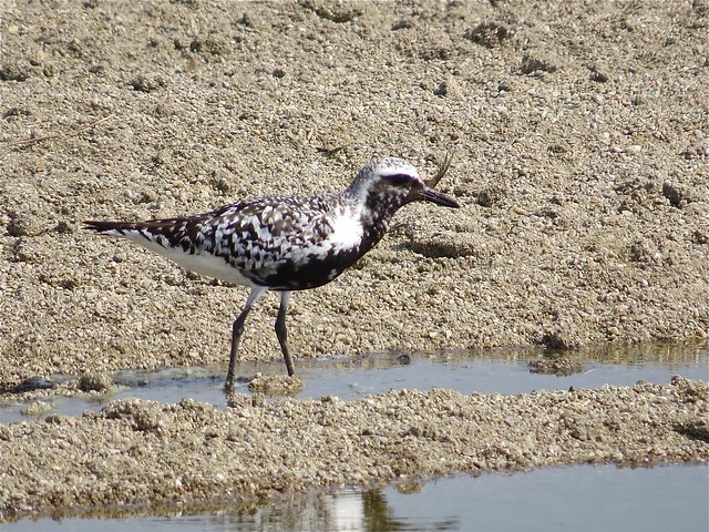 Black-bellied Plover at El Paso Sewage Treatment Center in Woodford County, IL 10