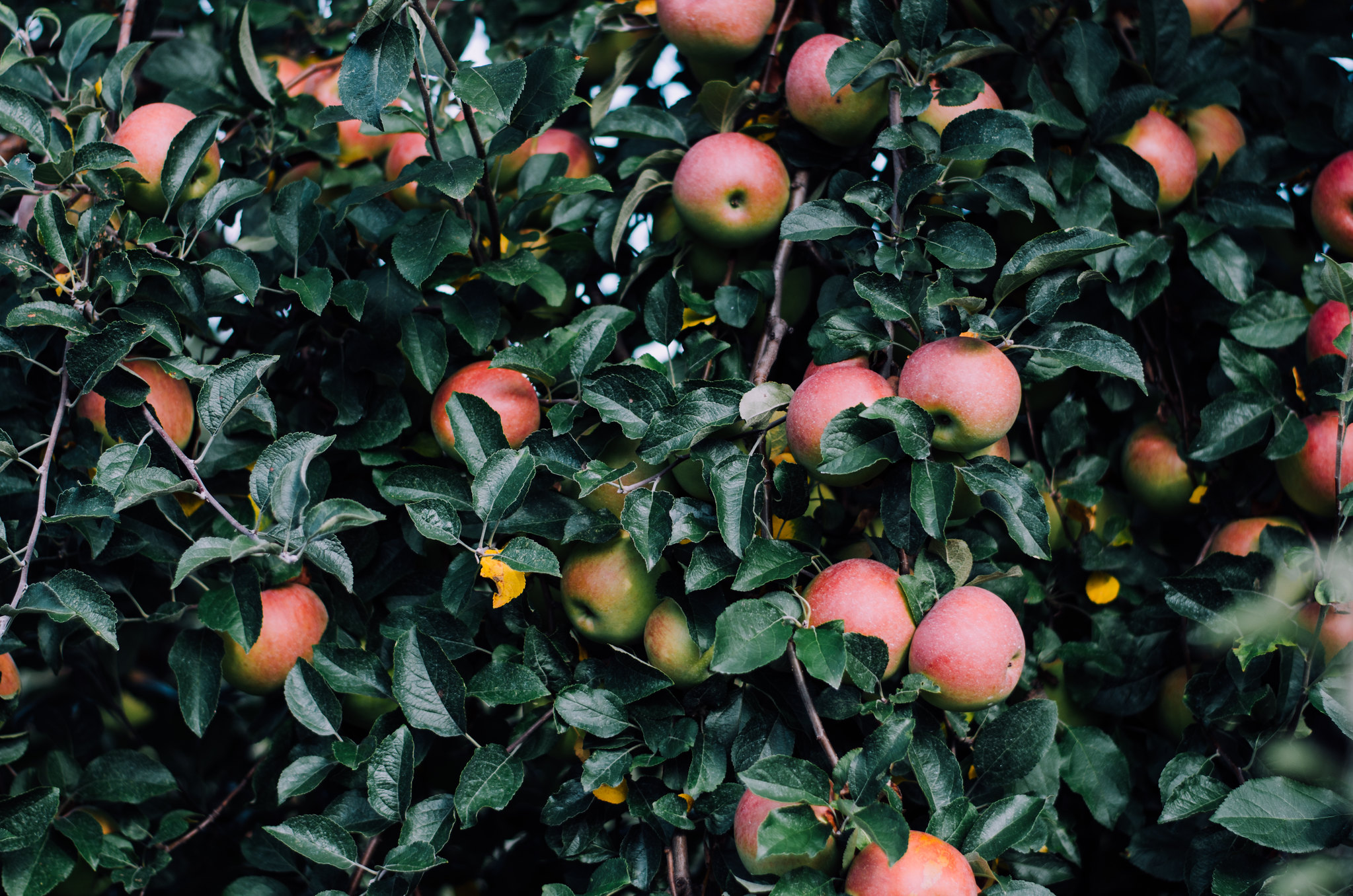 Apples on juliettelaura.blogspot.com