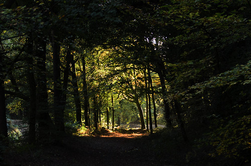 france forest de photography photo nikon photographie bretagne forêt côtesdarmor carhaix glomel d7000