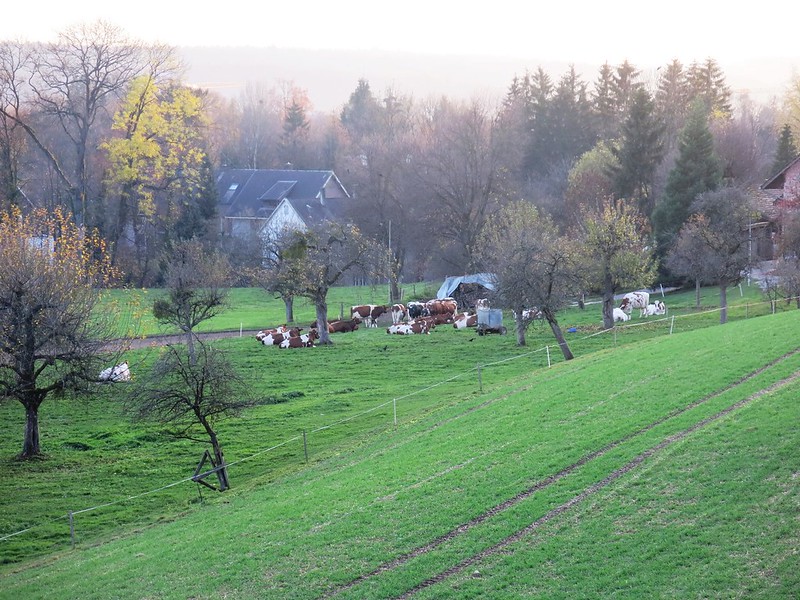 Cows in Feldbrunnen