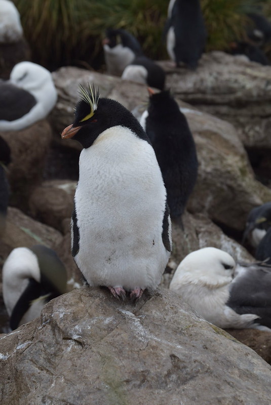 West Point. Falkland islands. Rockhopper Penguin.