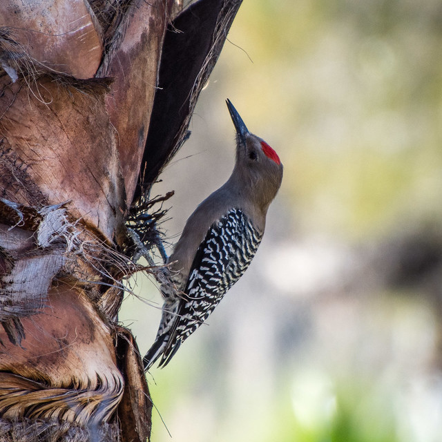 Gila woodpecker