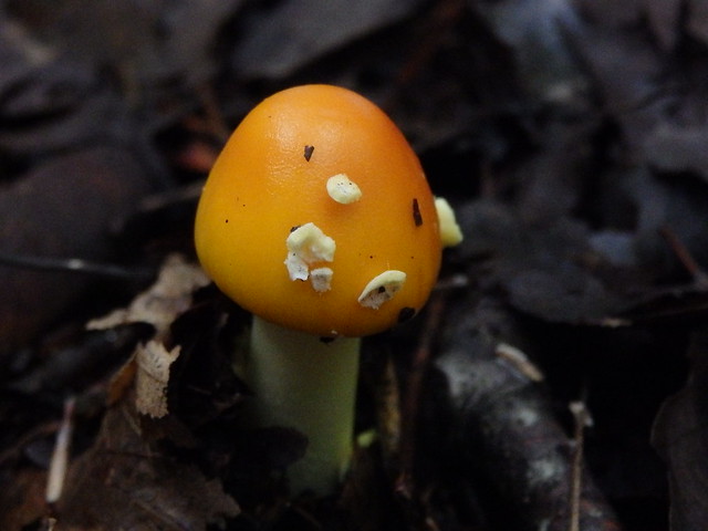 mushroom Linville Gorge