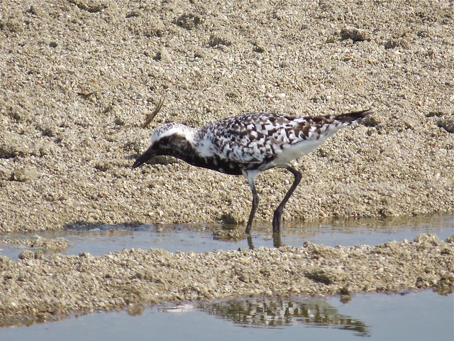 Black-bellied Plover at El Paso Sewage Treatment Center in Woodford County, IL 02