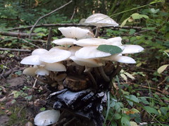 Mushrooms - Photo of Le Mesnil-en-Thelle