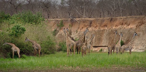 tanzania giraffe selous