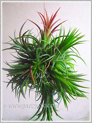 Our Tillandsia ionantha (Tilly, Air Plant, Blushing Bride) started blooming, Dec 13 2015