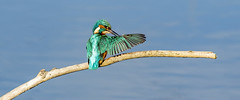 kingfisher preening