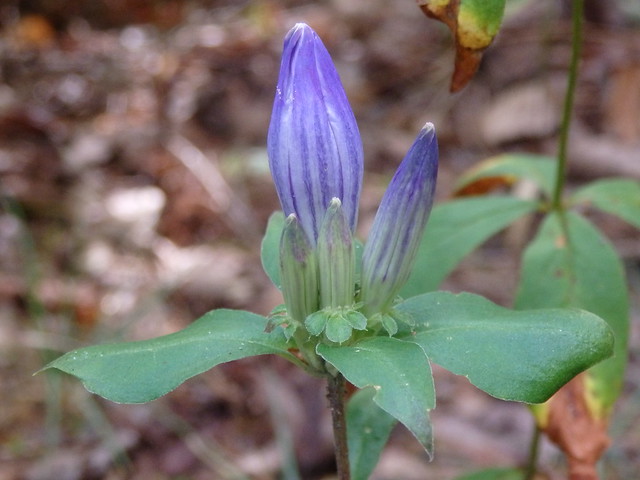 soapwort gentian (Gentiana saponaria) Linville Gorge
