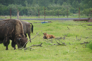 050 Wood bisons