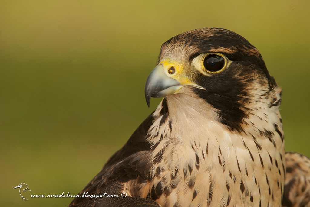 Halcón peregrino (Peregrine Falcon) Falco peregrinus