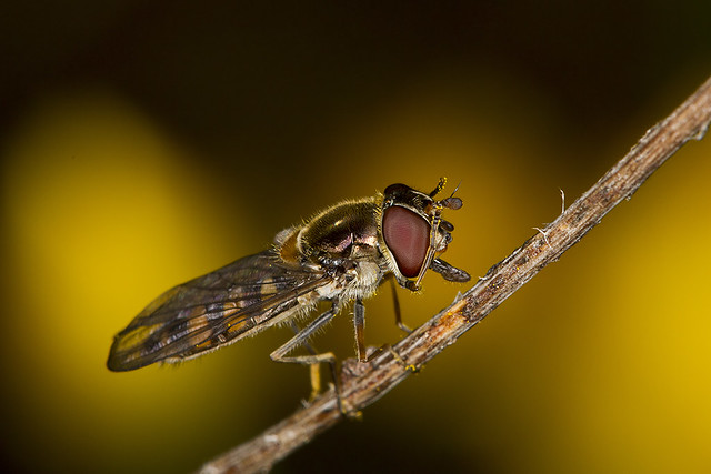 Black-headed Hoverfly