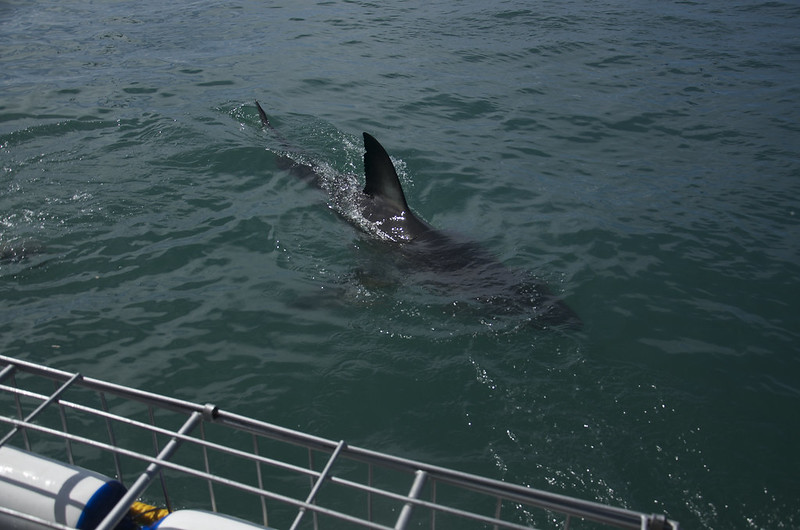 Hermanus: Tiburones y ballenas - Septiembre 2015 en Sudáfrica (4)