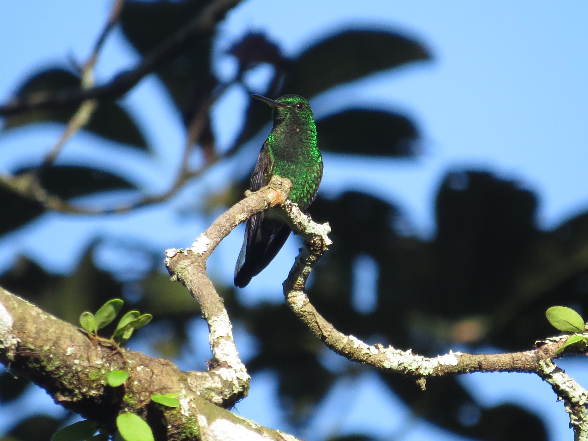 Steely-vented Hummingbird by Seth Inman - La Paz Group