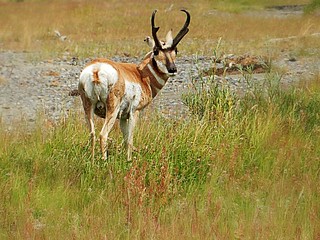 Pronghorn in Lamar valley - Yellowstone